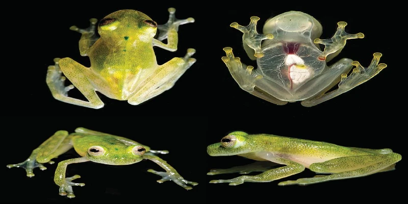 los animales más raros